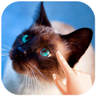 Cute Cat Water Ripple Live Wallpaper icon