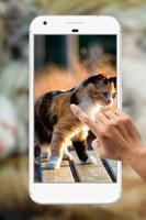 Cute Cat Water Ripple Live Wallpaper captura de pantalla 2