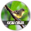 Kicau Ciblek - Prinia Mp3