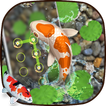 Lively koi Fish locker themes