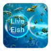 Koi pescado en vivo tema