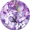 Lilac Lavender Theme Purple