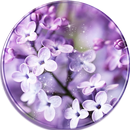 APK Lilac Lavender Theme Purple