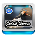 Masteran jalak Suren