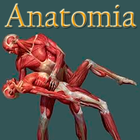 Icona Anatomia humana gratis en español