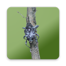 Camellia Pest ID APK