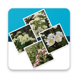 Key to the Cassinia group icon