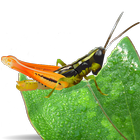 Grasshoppers أيقونة