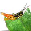 Grasshoppers of the Western US