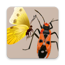 Key to Insect Orders – Revised APK