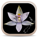 NZ Orchid Key APK