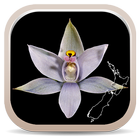 NZ Orchid Key ikona