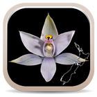 NZ Orchid Key simgesi