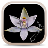 NZ Orchid Key