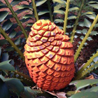 IDentifyIt Cycads أيقونة