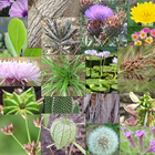 Weeds of South East QLD and No icône