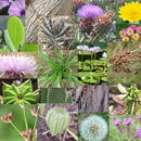 Weeds of South East QLD and No APK