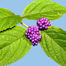 Rainforest Plants of Australia APK