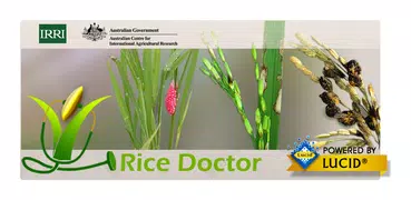 Rice Doctor