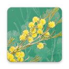 Wattle - Acacias of Australia icon