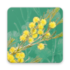 Wattle - Acacias of Australia أيقونة