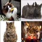 Complete Cat Breeds biểu tượng