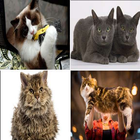 Complete Cat Breeds ícone