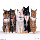 Jenis - Jenis Kucing APK