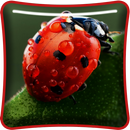 Ladybugs Macro Live Wallpaper APK