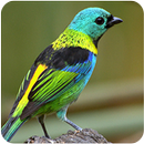 Cantos Tangara tanagers APK