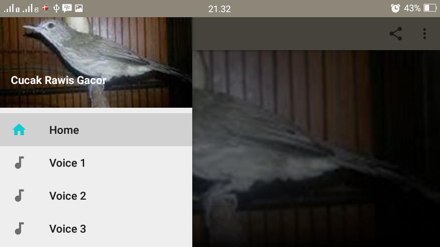 Cucak Rawis Gacor For Android Apk Download