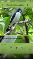 برنامه‌نما Bigodinho Sporophila lineola عکس از صفحه