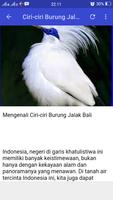 Jalak Bali Masteran 截图 1