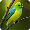 Passaro Blue-naped APK