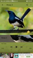 Passaro Magpie Robin скриншот 1