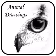 Animal Drawings