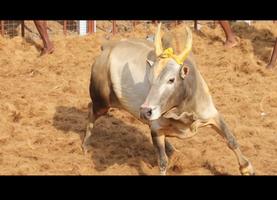 New Jallikattu Video 2017 постер