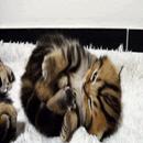 Say Purr APK