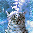 Cat in the snow LW icono