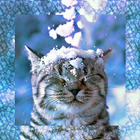 Cat in the snow LW ikona