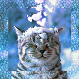 Cat in the snow LW иконка