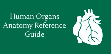 Human Organs Anatomy Reference