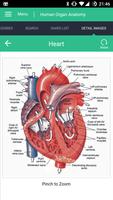 2 Schermata Human Organs Anatomy Reference