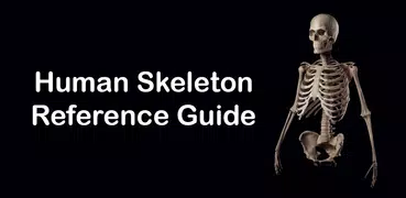 Human Skeleton Reference Guide