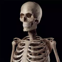 Human Skeleton Reference Guide APK Herunterladen