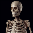Human Skeleton Reference Guide aplikacja