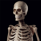 Human Skeleton Reference Guide 图标