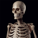 Human Skeleton Reference Guide icône