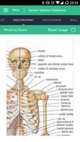 برنامه‌نما Human Skeleton Reference Guide عکس از صفحه
