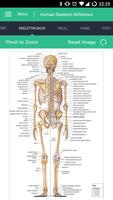 2 Schermata Human Skeleton Reference Guide